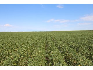 Tract 4 - Edwards County, KS farmland - LAND AUCTION - 647+/- ACRES OFFERED IN 4 TRACTS IN RENO & EDWARDS COUNTY, KANSAS